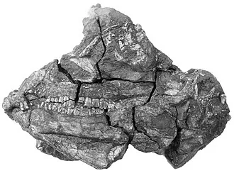 อะบริคโตซอรัส (Abrictosaurus)
