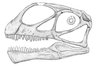 แอโบรซอรัส (Abrosaurus)