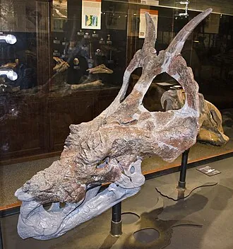 อะเคลโอซอรัส (Achelousaurus)