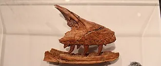 อาเคอโรแรปเตอร์ (Acheroraptor)