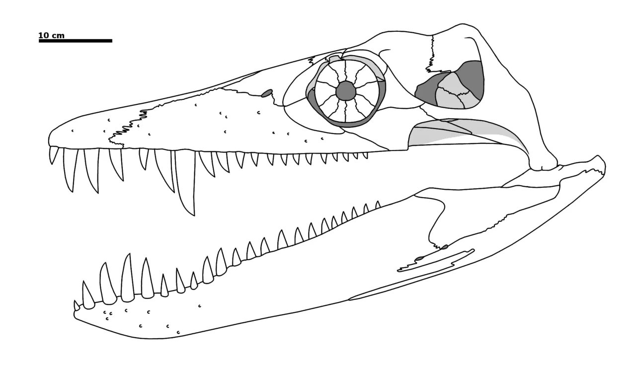 อะโคสตาซอรัส (Acostasaurus)