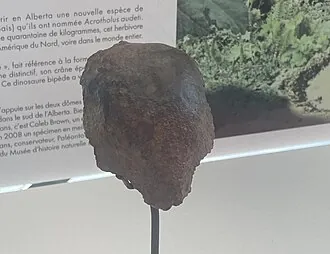 แอโครโทลัส (Acrotholus)