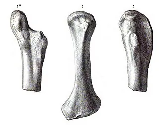 แอคทิโอซอรัส (Actiosaurus)