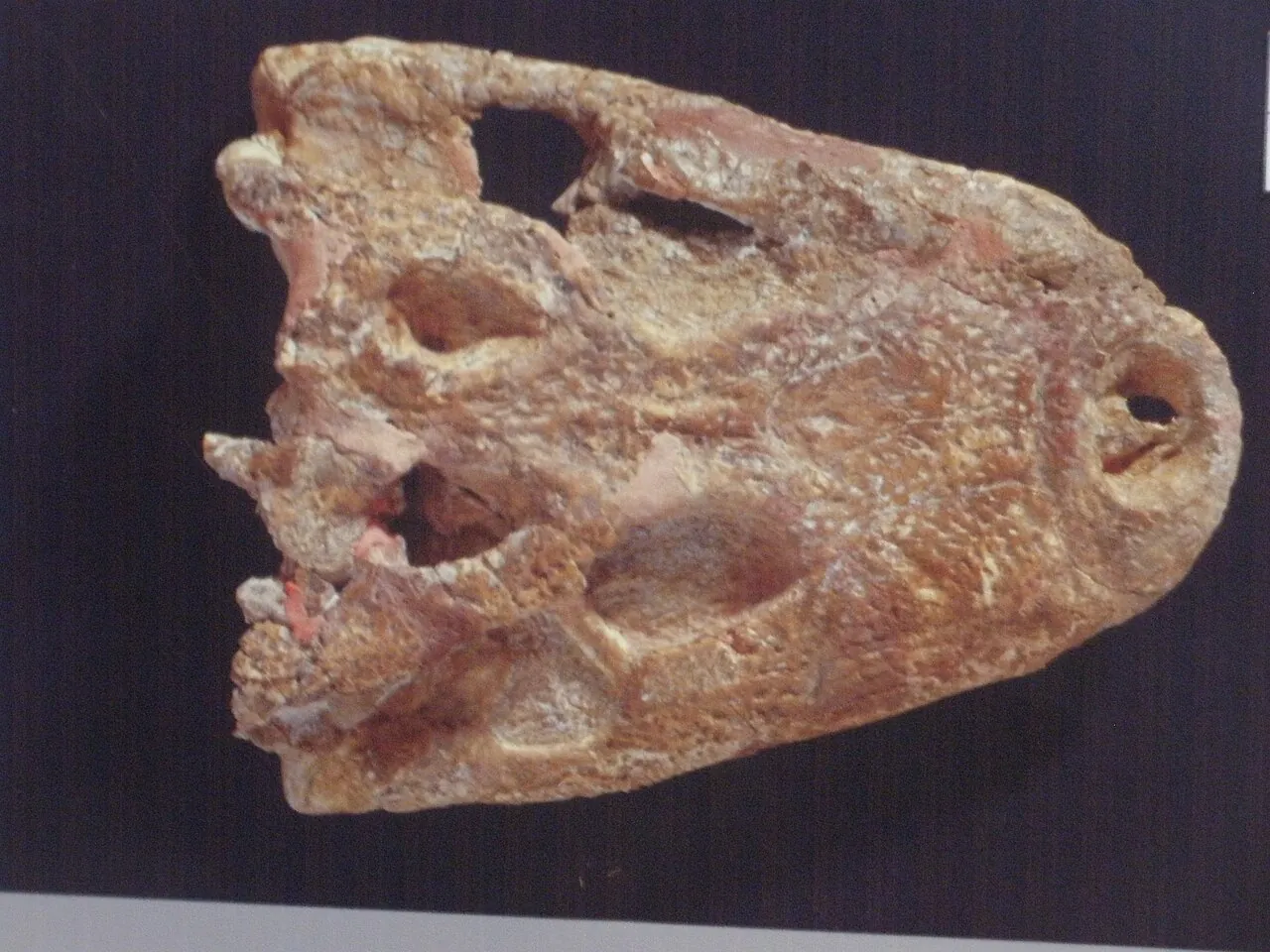 อะซิโนดอน (Acynodon)