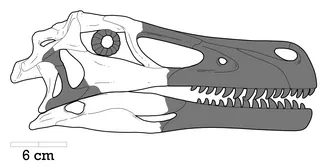อาดาซอรัส (Adasaurus)