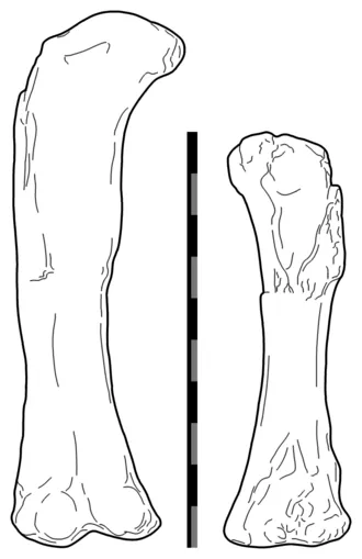 อียิปโตซอรัส (Aegyptosaurus)