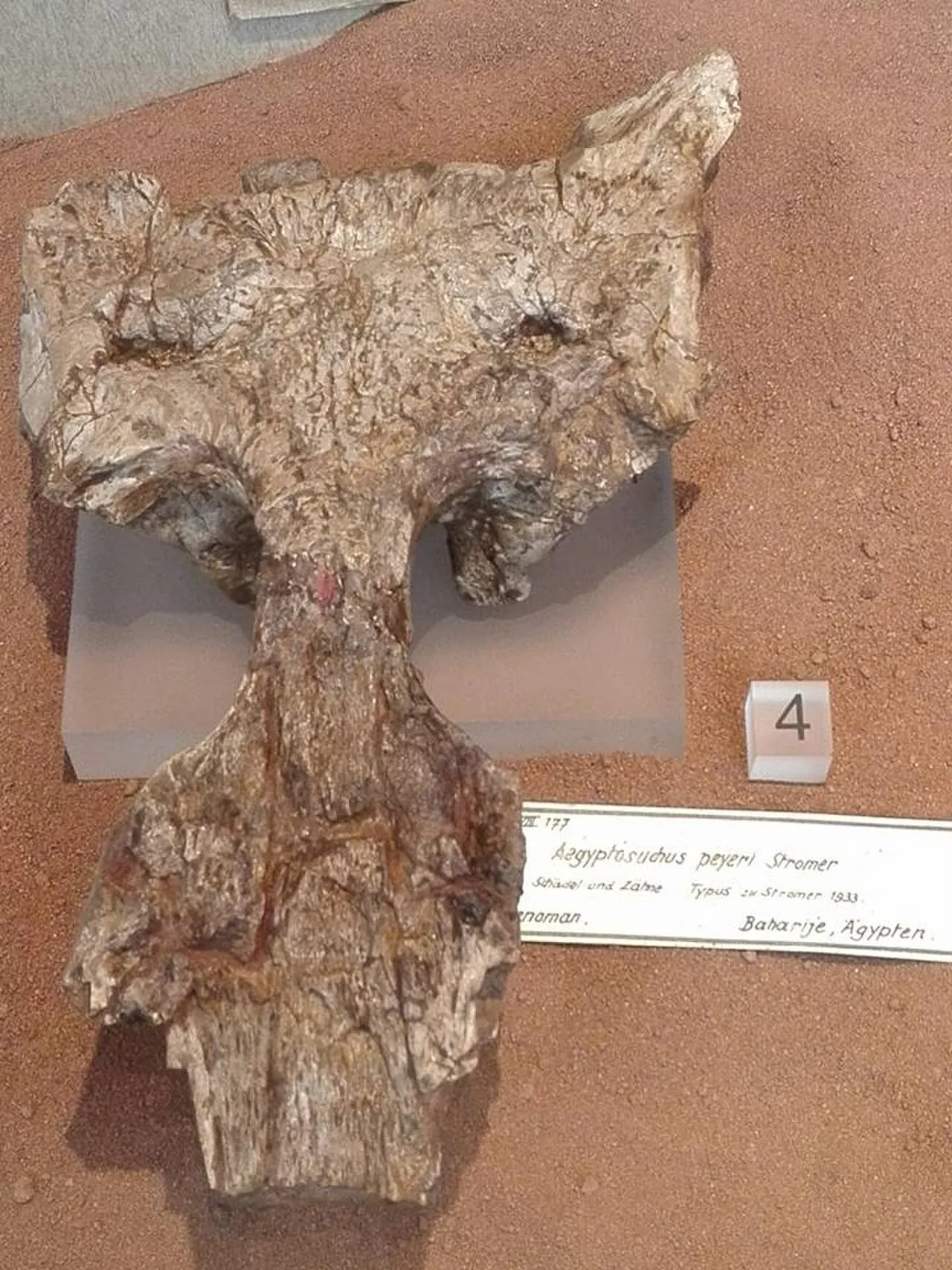 อียิปโตซูคัส (Aegyptosuchus)
