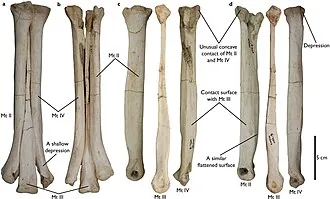 อีพีออร์นิโธมิมุส (Aepyornithomimus)