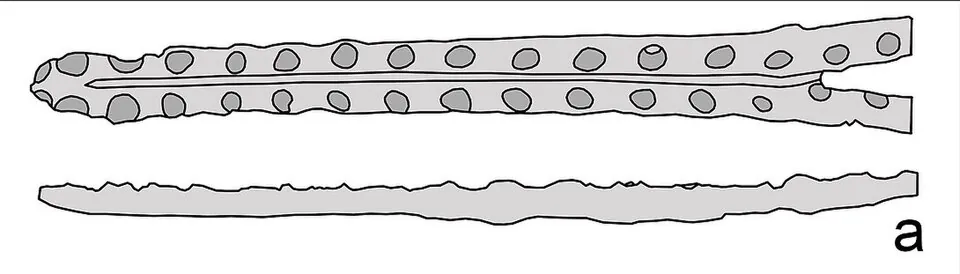เอโทแด็กทิลัส (Aetodactylus)