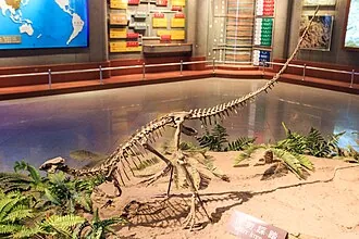 อาจิลิซอรัส (Agilisaurus)