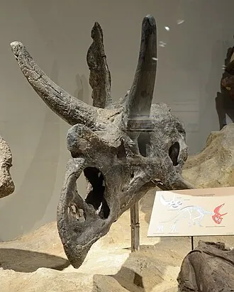 อากูฮาเซราทอปส์ (Agujaceratops)