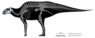 อาชิสเลซอรัส (Ahshislesaurus)