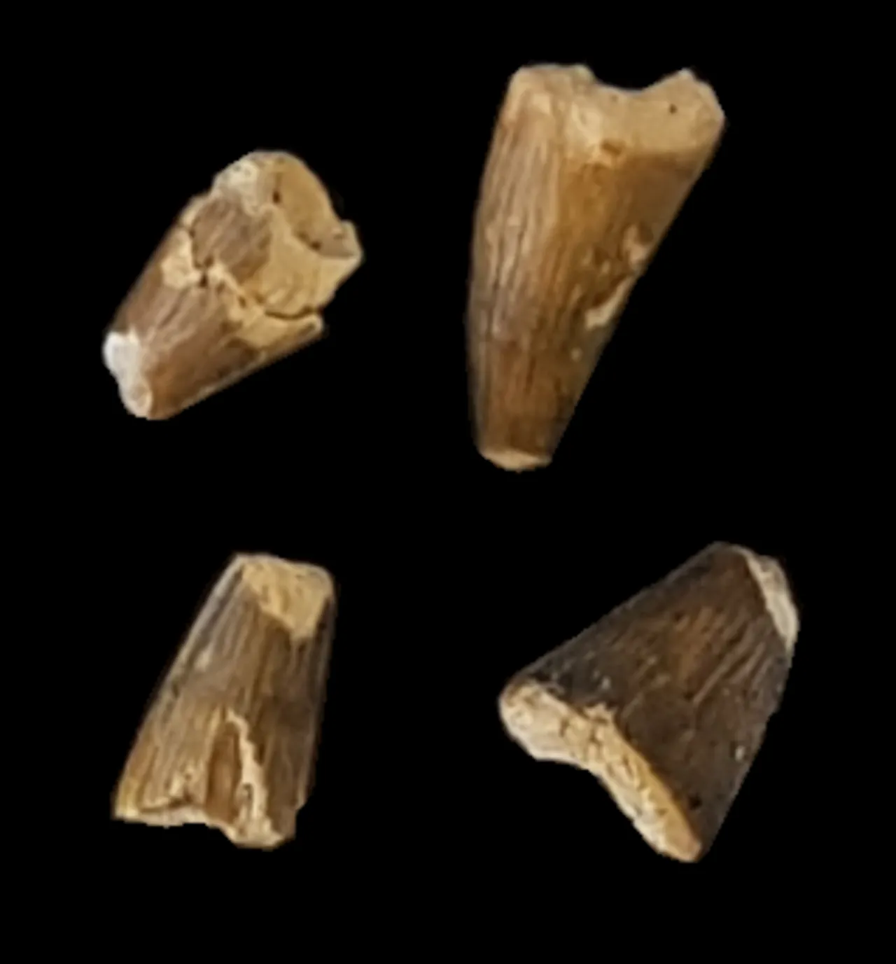 ไอเจียโลซูคัส (Aigialosuchus)