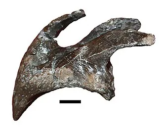 ไอกาเซราทอปส์ (Ajkaceratops)