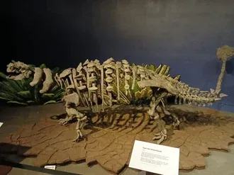 อาไคนาเซฟาลัส (Akainacephalus)