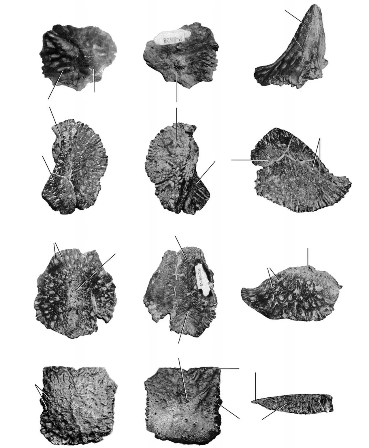 อะคันโทซูคัส (Akanthosuchus)