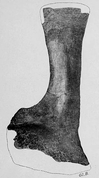 อลาโมซอรัส (Alamosaurus)