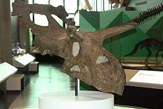 อัลเบอร์ตาเซอราทอปส์ (Albertaceratops)