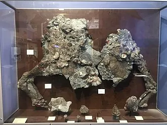 อะเลโทเพลตา (Aletopelta)