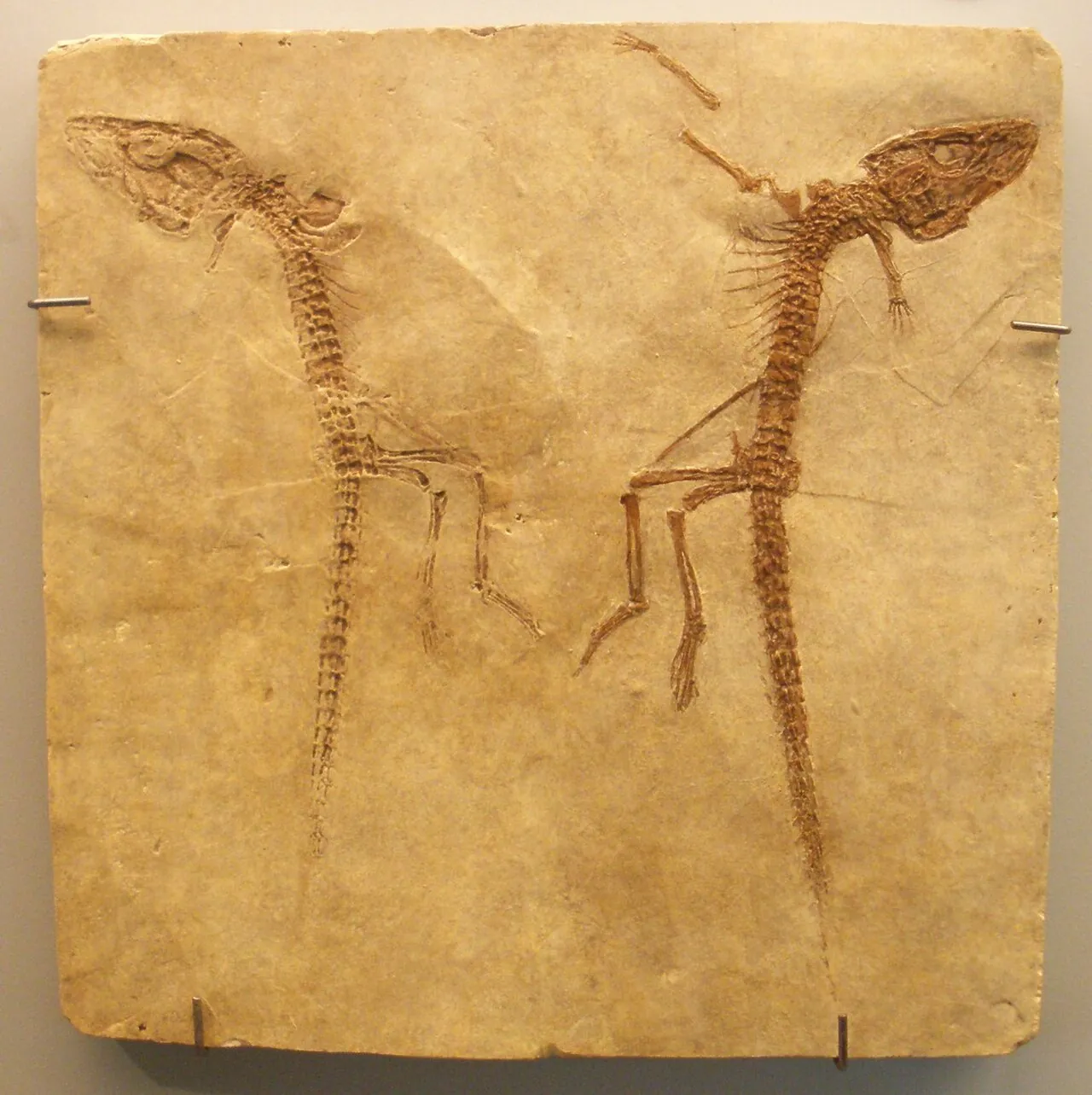 อัลลิเกโทเรลลัส (Alligatorellus)