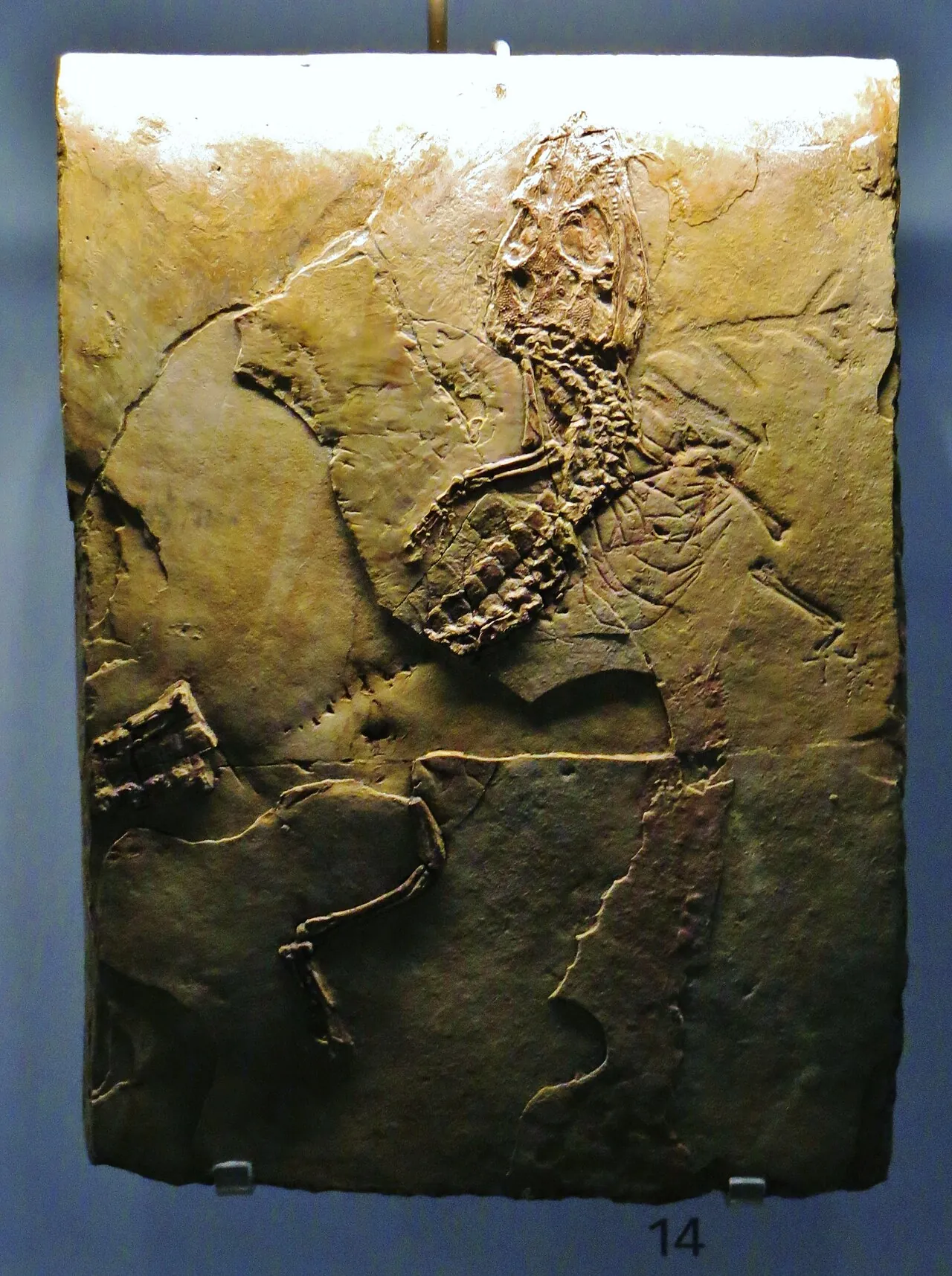 Alligatorium (Alligatorium)