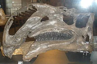 อัลทิไรนัส (Altirhinus)