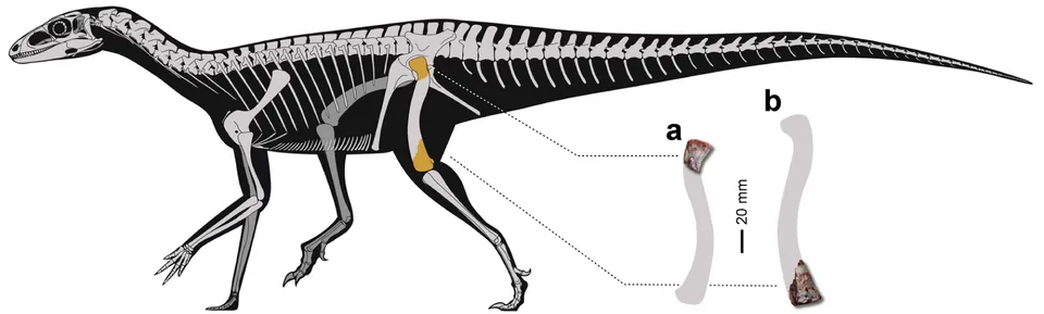 อามานาซอรัส (Amanasaurus)