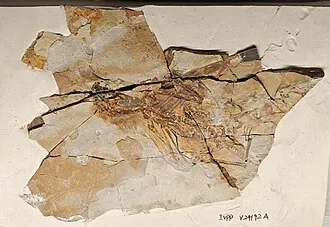 แอมโบปเทอริกซ์ (Ambopteryx)