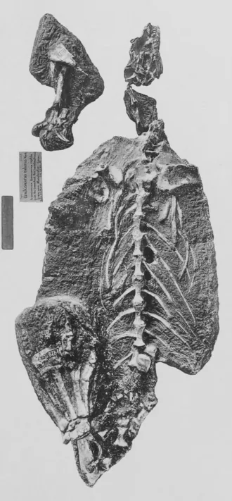 แอมโมซอรัส (Ammosaurus)