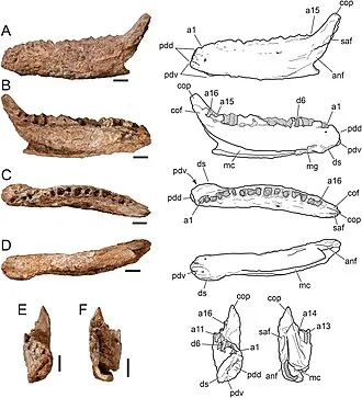 แอมเปโลกนาทัส (Ampelognathus)