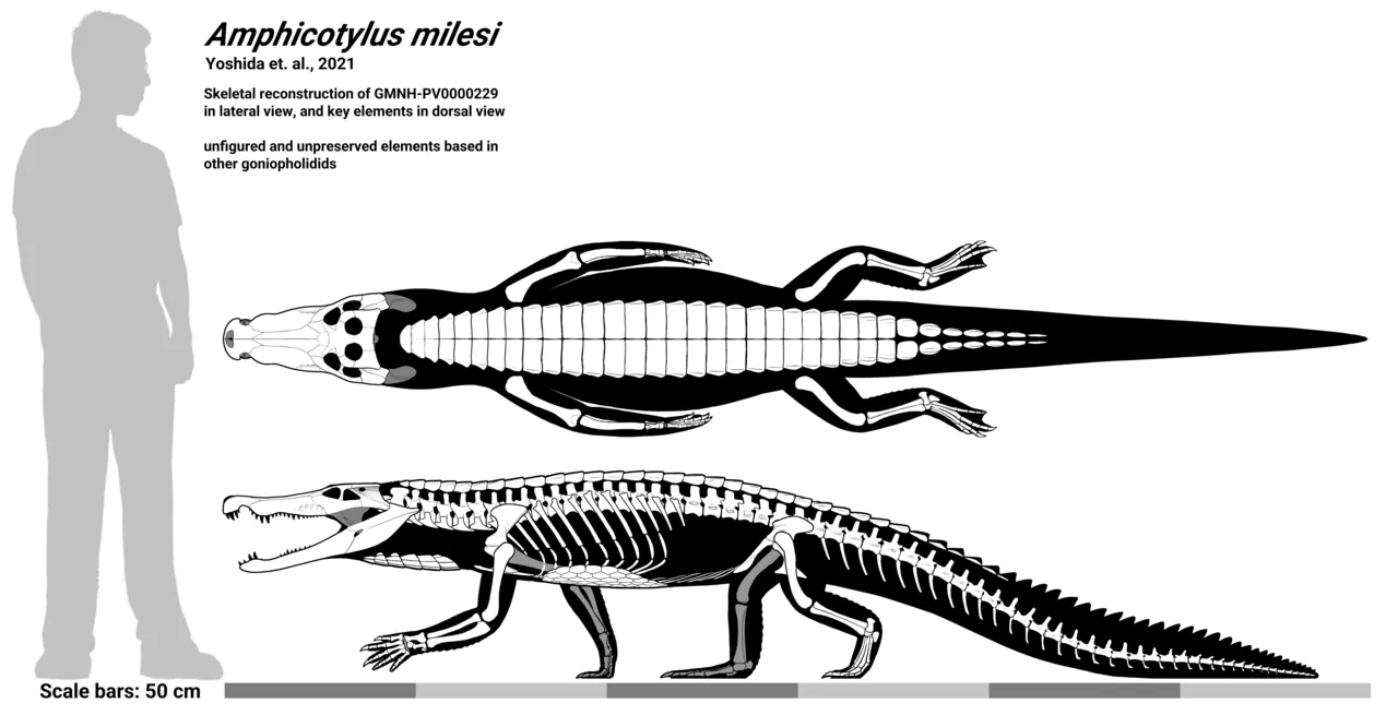 แอมฟิโคทิลุส (Amphicotylus)