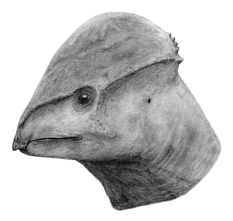 แอมโตเซฟาเล (Amtocephale)