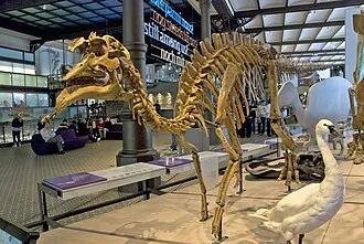 อามูโรซอรัส (Amurosaurus)