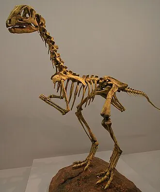 อานาบีเซเทีย (Anabisetia)