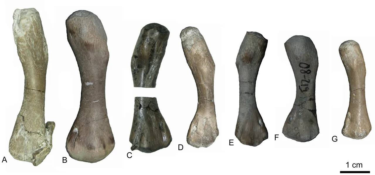 อะนาโรซอรัส (Anarosaurus)