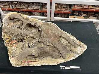 อนาซาซิซอรัส (Anasazisaurus)