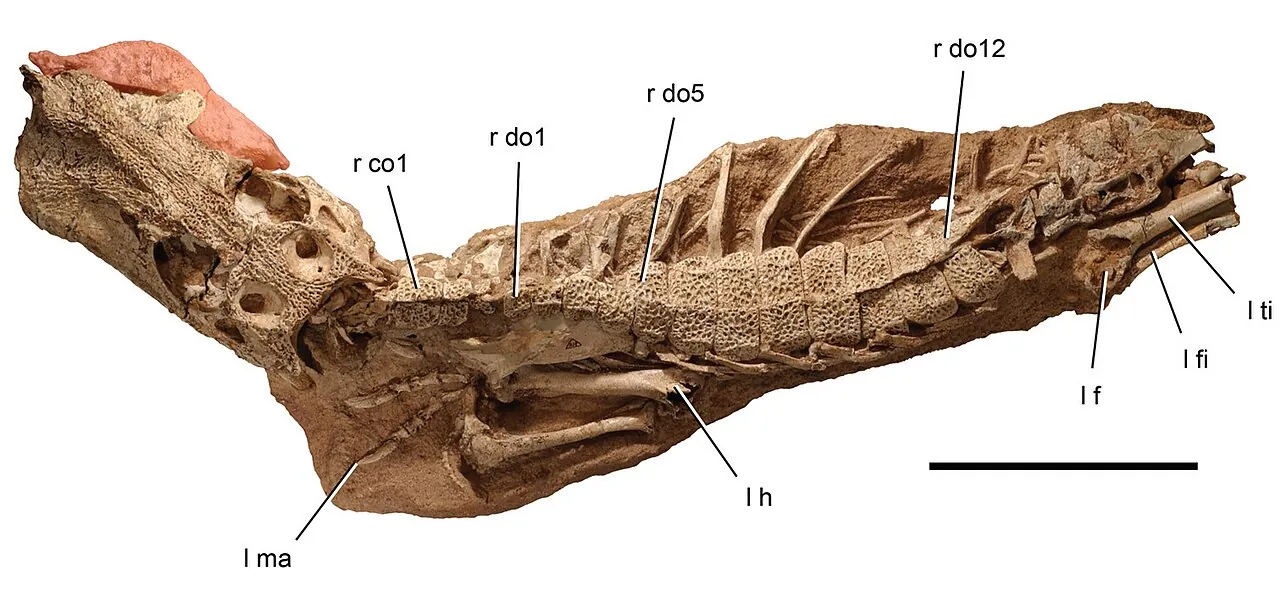 อานาโตซูคัส (Anatosuchus)