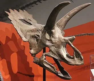 แองคิเซอราทอปส์ (Anchiceratops)