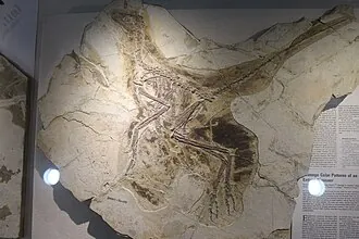 แอนคีออร์นิส (Anchiornis)