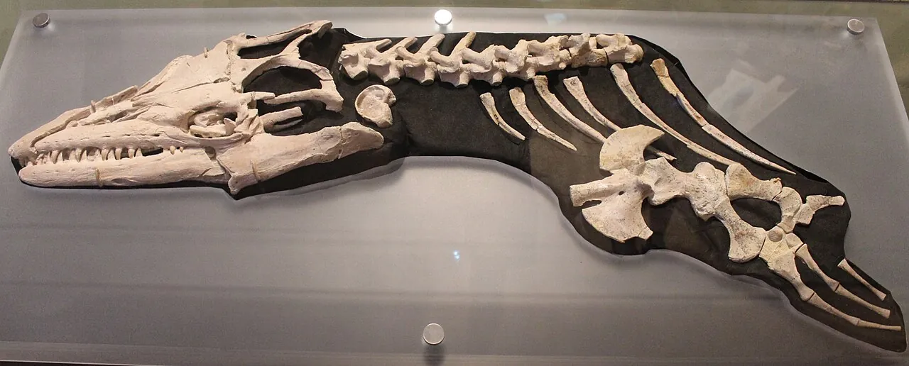 แองโกโลซอรัส (Angolasaurus)
