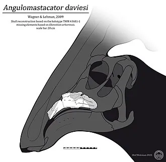 แองกูโลมาสตาเคเตอร์ (Angulomastacator)