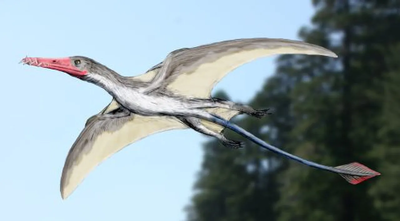 แองกุสตินาริปเทอรัส (Angustinaripterus)