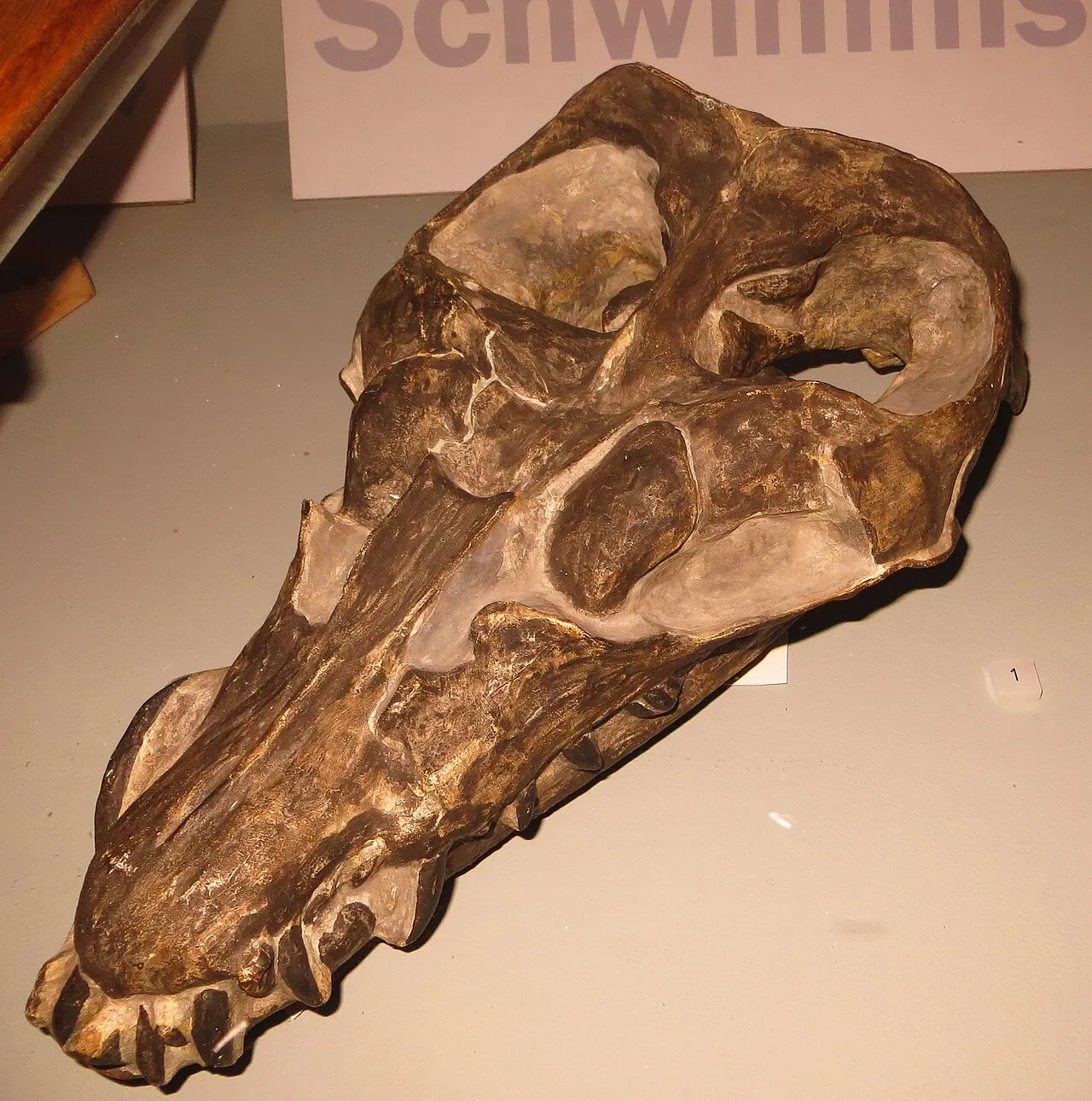 แอนนิงกาซอรา (Anningasaura)