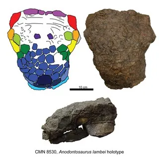 อโนดอนโทซอรัส (Anodontosaurus)