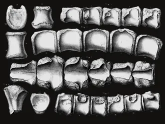 อะโนพลโอซอรัส (Anoplosaurus)