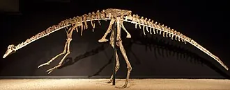 แอนเซอริมิมัส (Anserimimus)