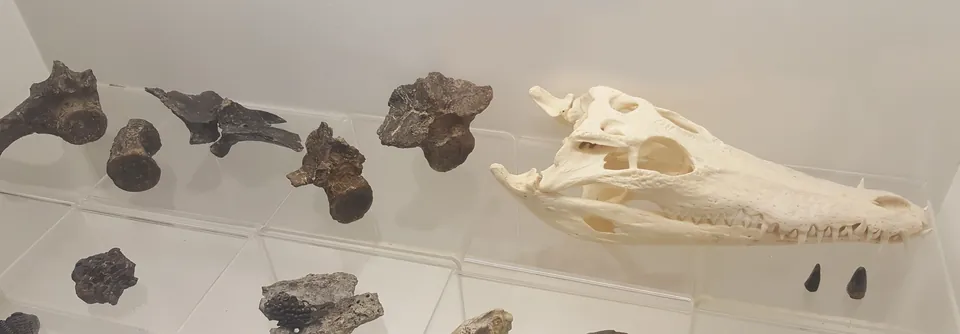 แอนทีออฟทัลโมซูคัส (Anteophthalmosuchus)