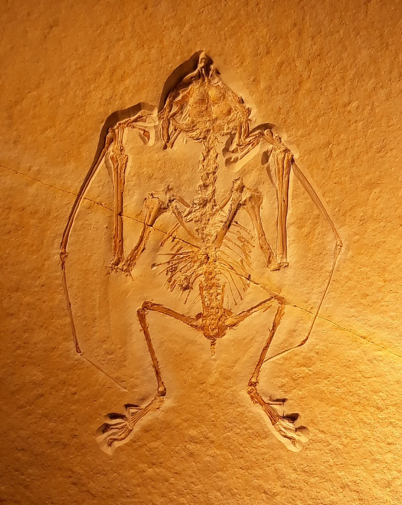 อะนูโรกนาทัส (Anurognathus)