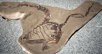 อาปาโทแรปเตอร์ (Apatoraptor)