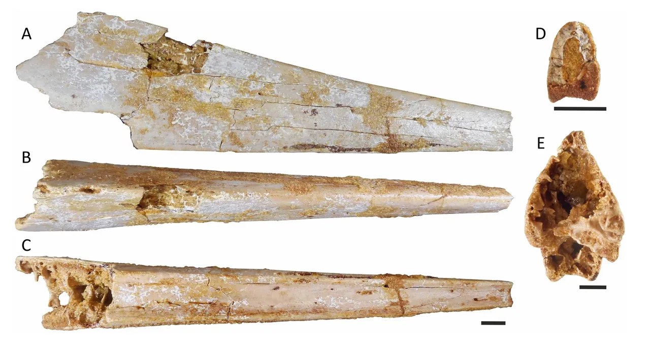 อะพาโทแรมฟัส (Apatorhamphus)